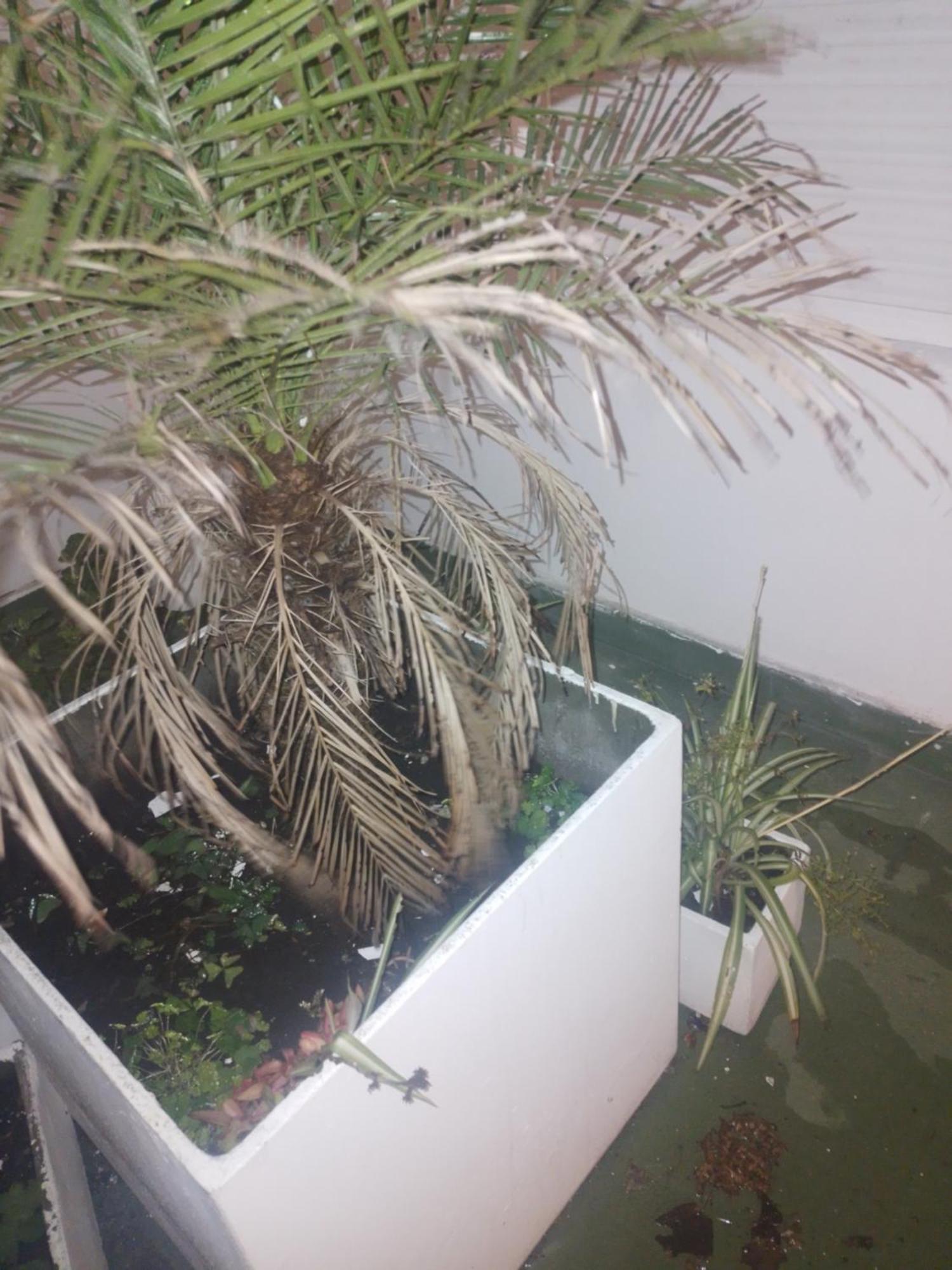 فندق دودو سويتس مار ديل بلاتا المظهر الخارجي الصورة